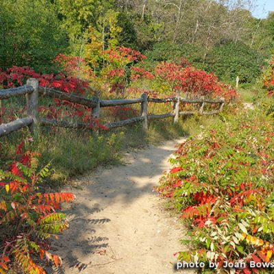 Simply Sumac