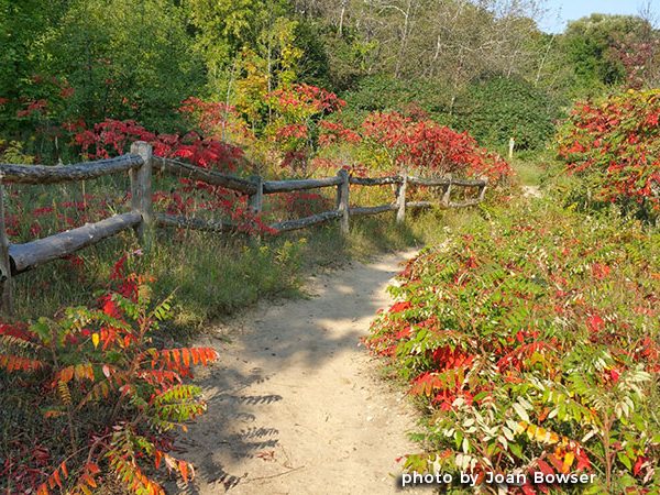 Simply Sumac