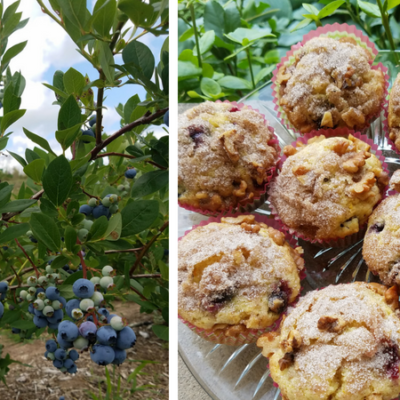 Orange Blueberry Muffins