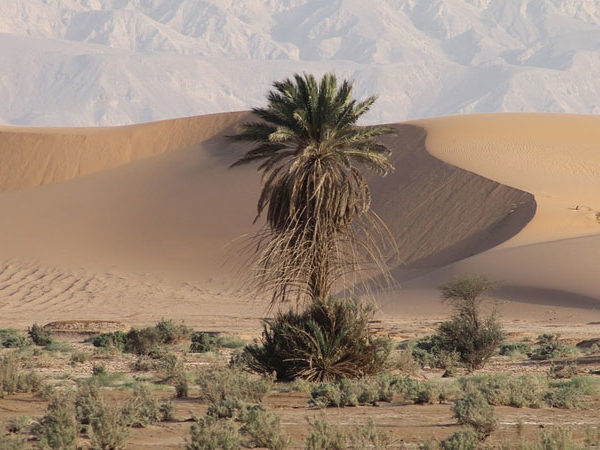 A Stiff-Necked People